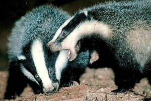 Rywalizacja redukuje życie badgers